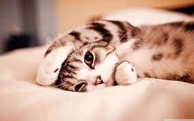 Here are our favorite worldwide wallpapers. Cat Hd Desktop Wallpapers Top Free Cat Hd Desktop Backgrounds Wallpaperaccess
