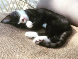 Minnak Cat Cats Catsofinstagram Cats Of World Cats Of Day Catstagram Cat Features Cats Of Instagram Catloversclub Bestcatsc Kedileri Seviyorum Kedi
