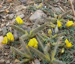 Image result for Argyrolobium rupestre