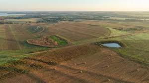 Image result for Pearsonia