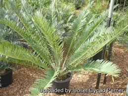 Image result for Encephalartos chimanimaniensis
