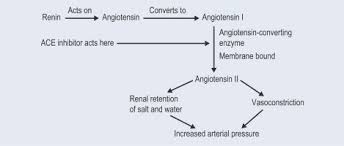 Angiotensin Converting Enzyme An Overview Sciencedirect