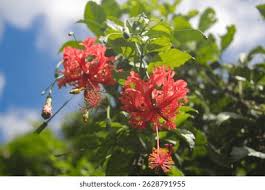 Image result for Hibiscus schizopetalus