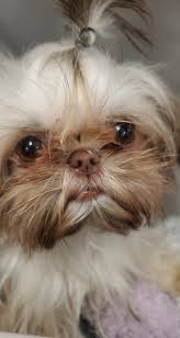 Subscribe our channel for more funny puppy videos. Tiny Paws Imperial Shih Tzu Home Facebook