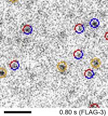 Maybe you would like to learn more about one of these? Semi Automated Single Molecule Microscopy Screening Of Fast Dissociating Specific Antibodies Directly From Hybridoma Cultures Sciencedirect