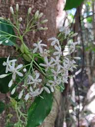 Image result for Tarenna junodii