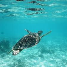 Image result for 沖縄の海