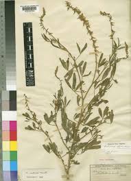 Image result for Indigastrum parviflorum