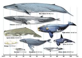 what is the biggest whale smithsonian ocean