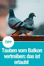 Tauben Vom Balkon Vertreiben Gardena Balkon Taube Vertreiben