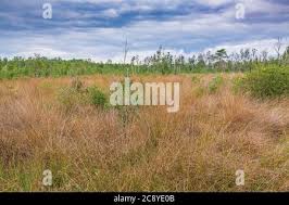 Image result for Andropogon amethystinus