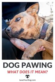 Why Is My Dog Pawing At Me 10 Reasons They Want Your Attention In 2020 Dog Paws Dogs Pretty Dogs