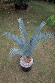 Image result for Encephalartos schmitzii