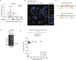 We did not find results for: Chromosome Instability Induced By A Single Defined Sister Chromatid Fusion Life Science Alliance