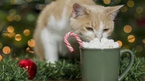 Cats purr to communicate other emotions and needs, too. Can Cats Eat Marshmallows Are Marshmallows Safe For Cats Cattime
