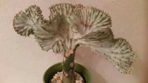 After the flowers leave, small red fruit begins to grow. Anyone Know How To Get A Coral Cactus To Bloom He S Been Dormant For 3 Years Further Details In Comments Succulents
