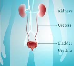 When Does A Uti Turn Into A Kidney Infection Plushcare