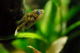 The males have brighter coloring than the females, while the females have dark spots across their bodies. Freshwater Puffer Fish 6 True Freshwater Puffers Aquariadise