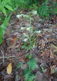 Image result for Habenaria huillensis