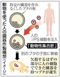 「霊長類の臓器を豚で作成」の画像検索結果