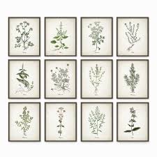 Kitchen Herbs Wall Art Print Set Of 12 Vintage Botanical Herb Prints Herb Kitchen Decor Illustrations Picture Set Herb Prints Herb Wall Kitchen Wall Art