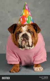 Bulldog Afbeelding En Foto Gratis Proefversie Bigstock