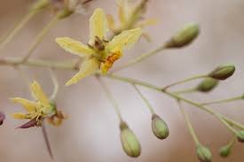 Image result for Parkinsonia africana