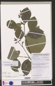 Image result for Rutidea