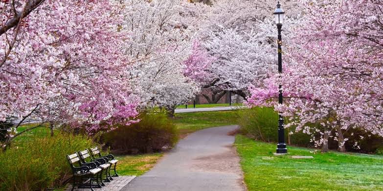 Mga resulta ng larawan para sa Cherry Blossom in Newark, New Jersey"