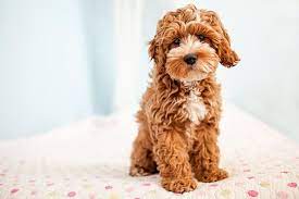 Happy puppies come from real, family breeders. Tessa The Cockapoo Puppy By Happy Tails Pet Photography Cockapoo Puppies Cute Dogs Puppies