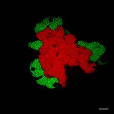 Image result for Buchnera affinis