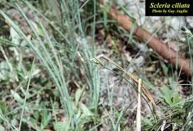 Image result for Scleria
