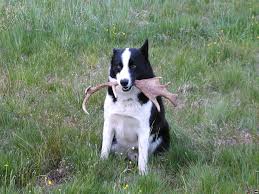 Image result for karelský medvědí pes