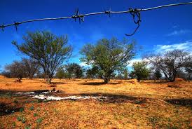 Image result for Pterocarpus lucens