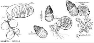 Image result for Salviniaceae