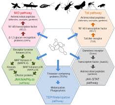 Image result for Buchnera candida