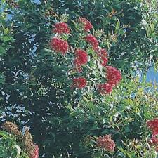 We did not find results for: Wildflower Seed Red Flowering Gum Garden Express
