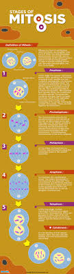 Stages Of Mitosis Cell Division Biology For Kids Mocomi Mitosis Cell Division Biology For Kids