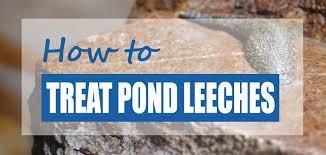 How do you kill leeches in a pond? How To Get Rid Of Leeches In Ponds Quick Safe Treatments Pond Informer