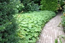 Bodendecker Fur Die Verschiedensten Situationen Pflanzen Nach Themen Garten Tipps Native Plants