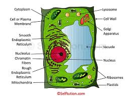 It could be read as how do mitochondria cells, plant calls, and animal cells differ? Difference Between Plant And Animal Cell Selftution