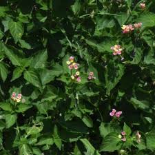 Image result for Lantana rugosa