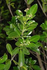 Image result for Pavetta fascifolia