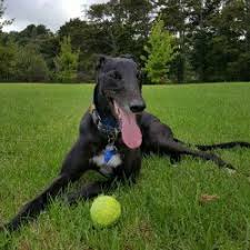 Welcome | greyhounds as pets. Ten Great Reasons To Adopt A Greyhound Into Your Life Northland Veterinary Group