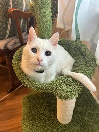 How to find homes for rescued cats in Miami Dade?