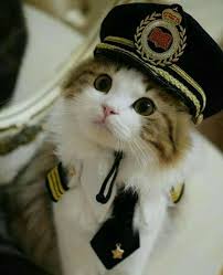 Tampak ekspresi sebal si kucing oren, sebenarnya anabul itu salah apa sampai mau digoreng dalam wajan? Pin Oleh Paws Isle Di Animals Bayi Kucing Humor Kucing Anak Kucing Lucu