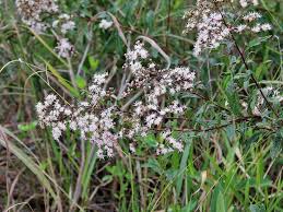 Image result for Vernonanthura polyanthes