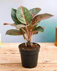 Bunga sri rejeki atau nama kerennya adalah bunga aglaonema ini ternyata banyak diincar oleh para penggemar tanaman untuk dikembangbiakkan. Jenis Aglaonema Dan Namanya Yang Bisa Jadi Hiasan Di Rumah Popmama Com