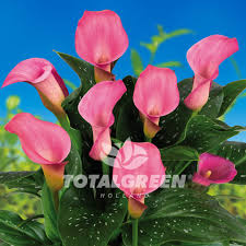 Image result for Zantedeschia