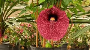 Image result for Strophanthus gardeniiflorus